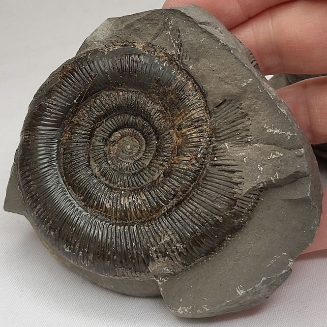 Hovedbilde Ammonitt (Dactylioceras sp.), delt nodul, Whitby, England