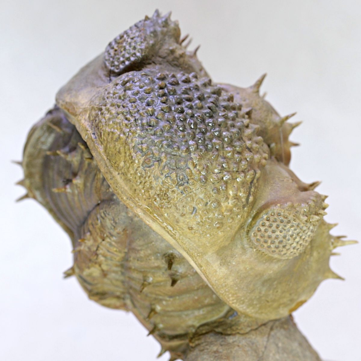 Stor trilobitt (Drotops armatus), sammenrullet
