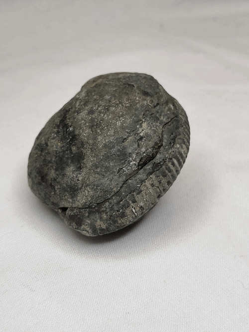 Hovedbilde Ammonitt (Dactylioceras sp.), delt nodul, Whitby, England