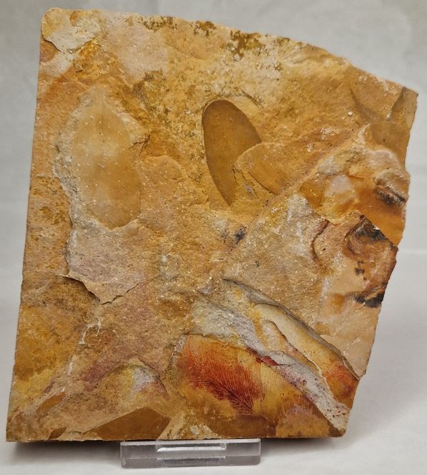 Hovedbilde Glossopteris-bladefossil (250 mill år)