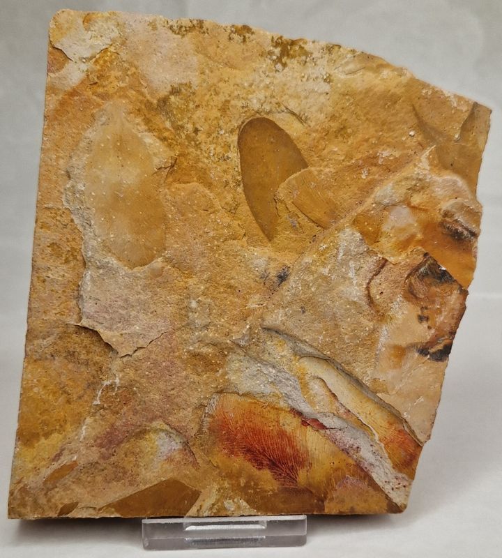 Glossopteris-bladefossil (250 mill år)