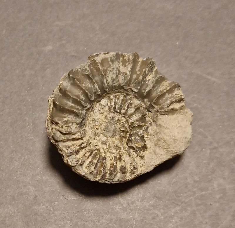 Pleuroceras spinatum (skadet)