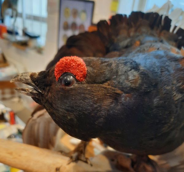 Hovedbilde Orrhane (Lyrurus tetrix), utstoppet, veggmontasje