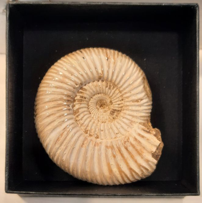 Hovedbilde Ammonitt, Perisphinctes sp. (polert), ca. 7 cm i gaveeske