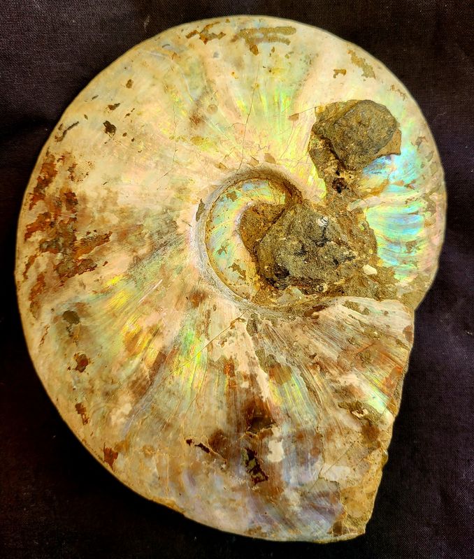 Ammonitt (Cleoniceras), fin perlemorsglans