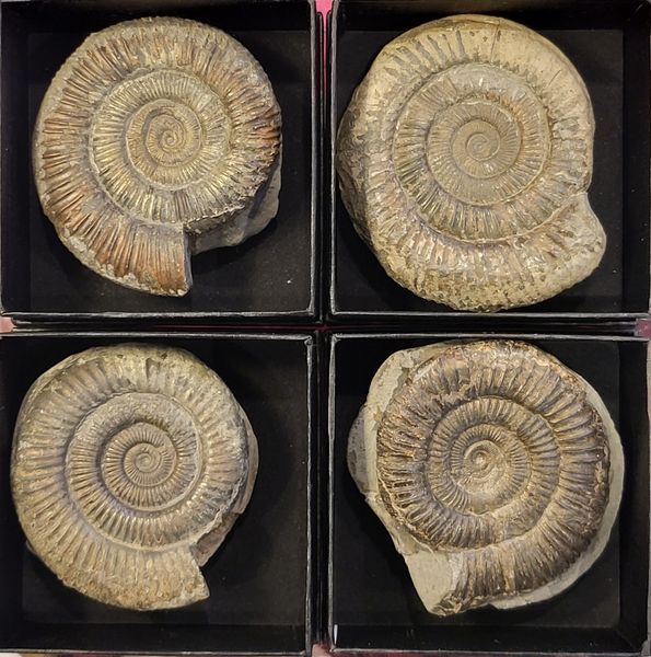 Hovedbilde Ammonitt (Dactylioceras sp.) i gaveeske