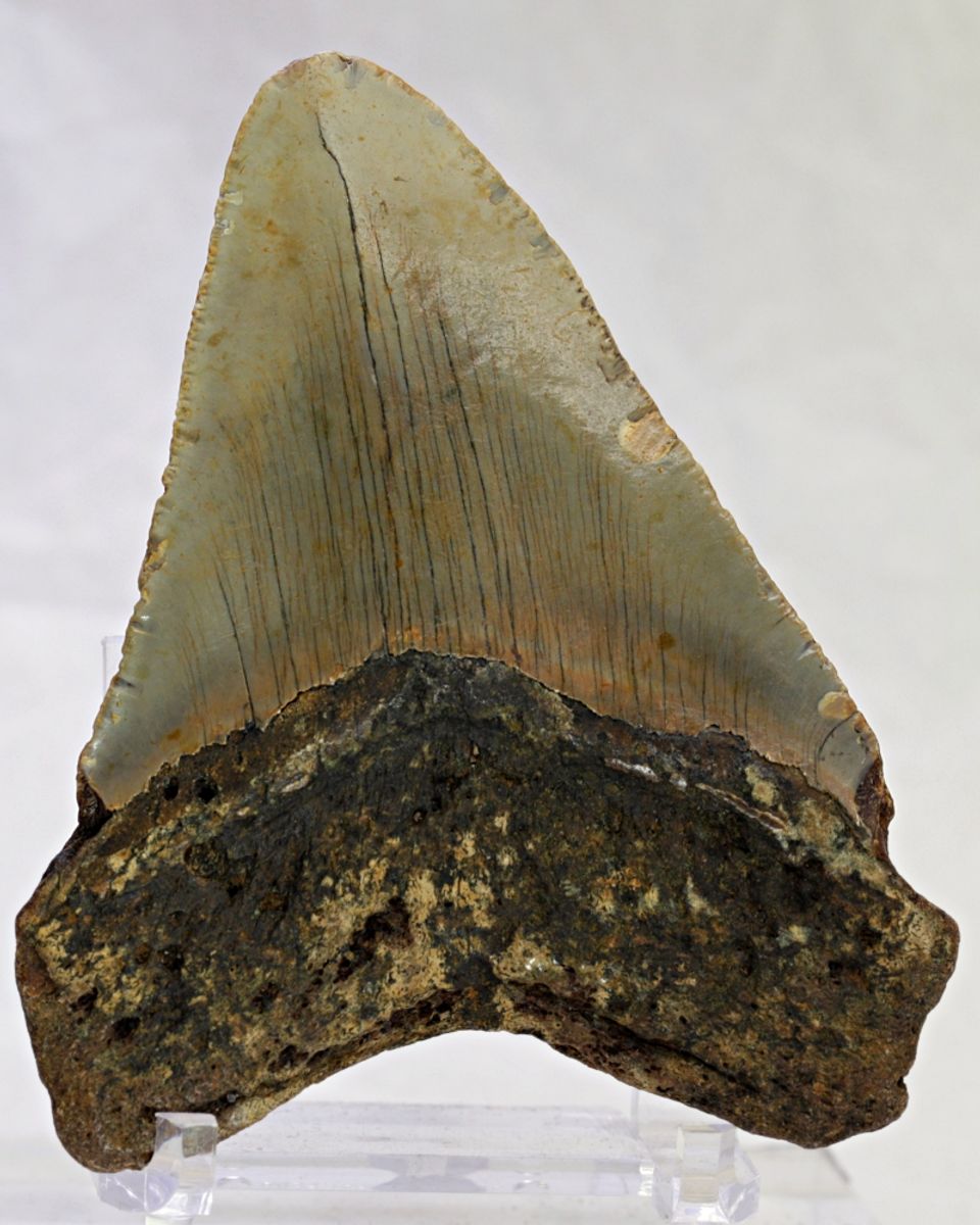 Megalodon-tann (9,9 cm), South Carolina, USA