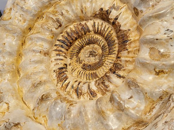 Hovedbilde Kjempeammonitt (Kranaosphinctes sp.)