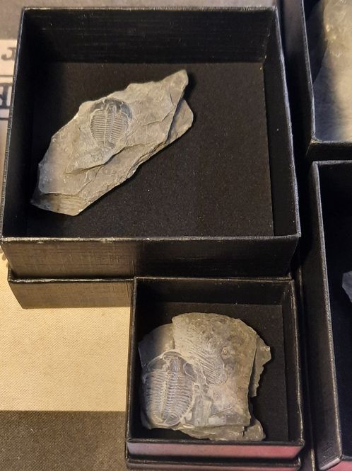 Hovedbilde Trilobittfossil (Elrathia kingii), Utah, USA