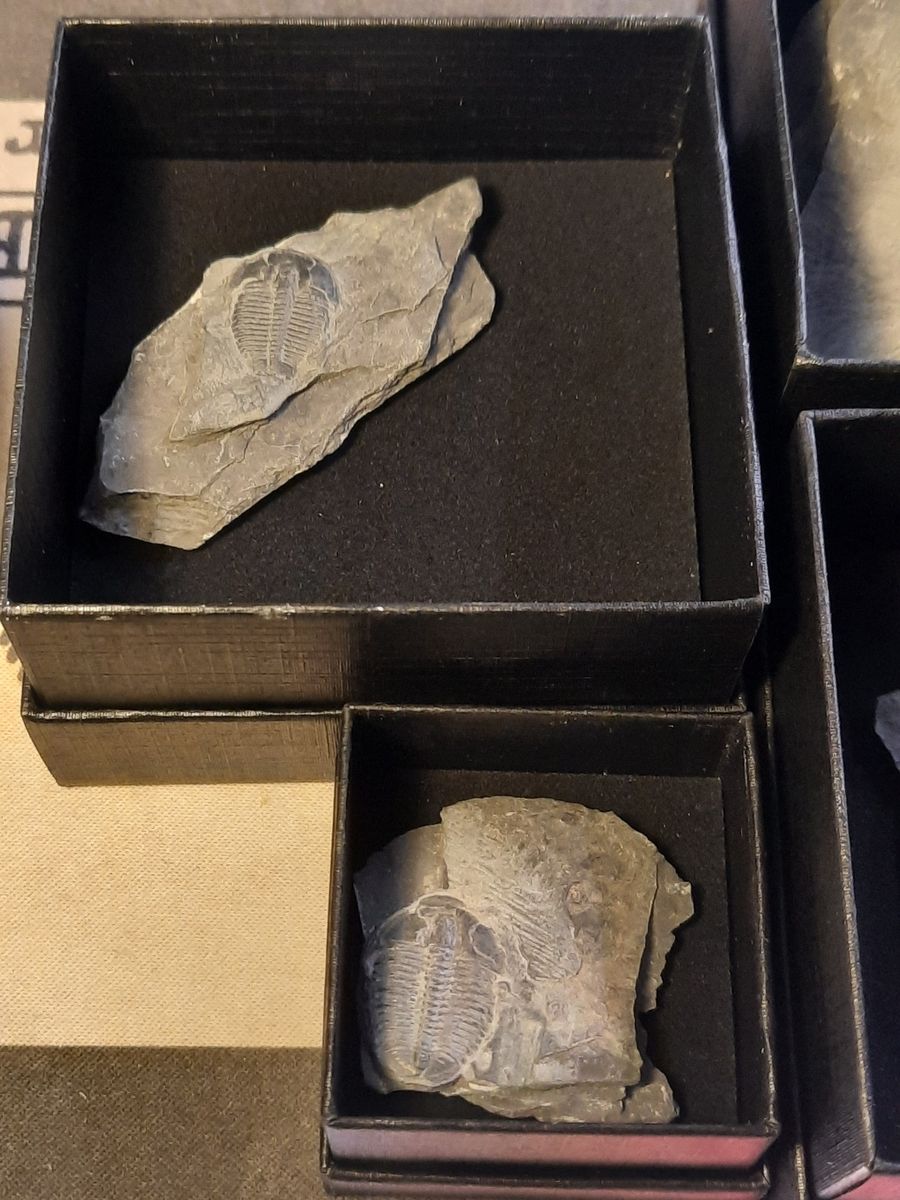 Trilobittfossil (Elrathia kingii), Utah, USA