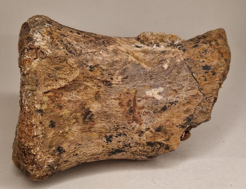 Theropod halevirvel (Kem kem-bassenget)