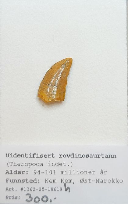 Hovedbilde Uidentifisert rovdinosaurtann (94-101 mill år)