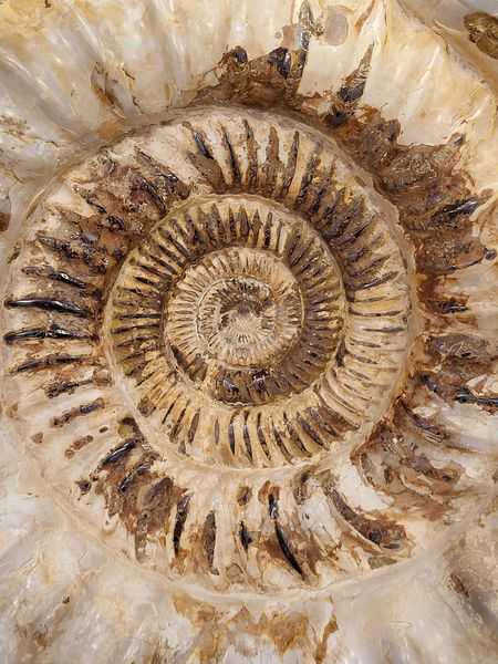 Hovedbilde Kjempeammonitt (Kranaosphinctes sp.)