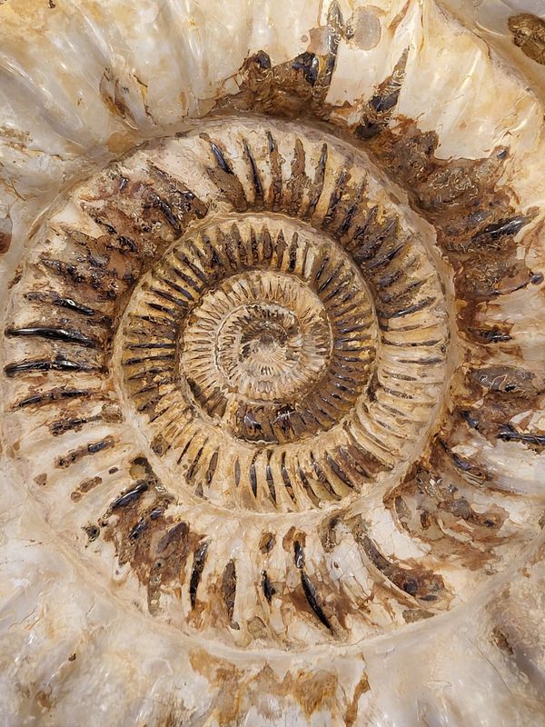 Kjempeammonitt (Kranaosphinctes sp.)