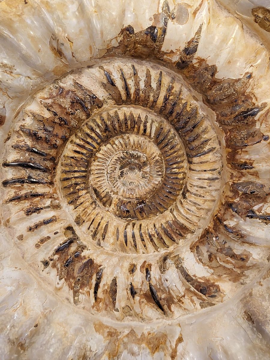 Kjempeammonitt (Kranaosphinctes sp.)