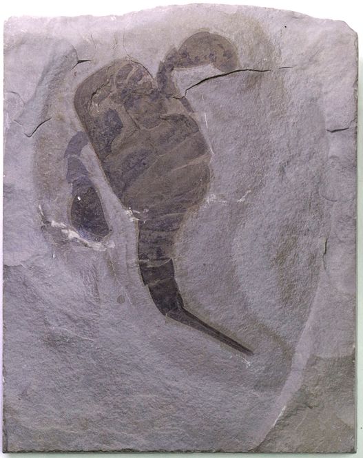 Hovedbilde Fossil sjøskorpion (Eurypterus remipes)