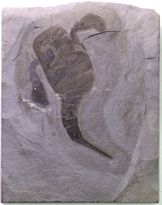 Fossil sjøskorpion (Eurypterus remipes)