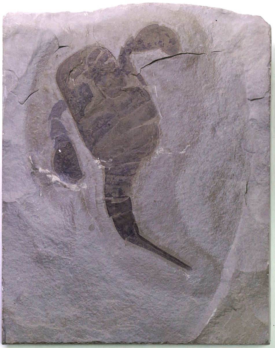 Fossil sjøskorpion (Eurypterus remipes)