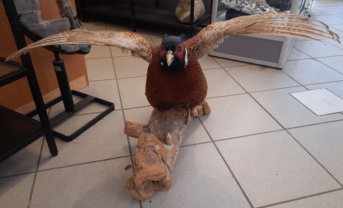 Fasan (Phasianus colchicus), utstoppet