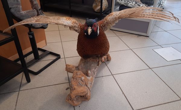 Hovedbilde Fasan (Phasianus colchicus), utstoppet