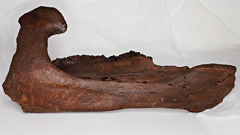 Triceratops, underkjevedel (Wyoming, USA)