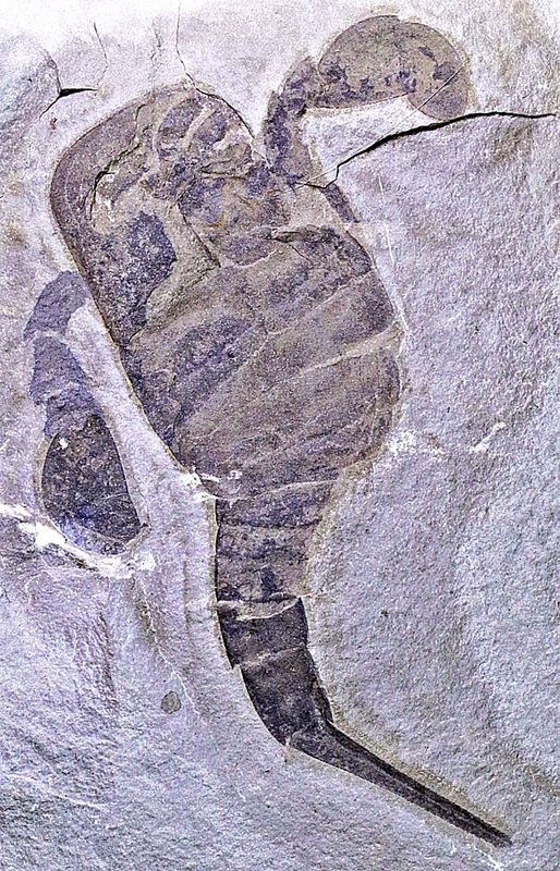 Fossil sjøskorpion (Eurypterus remipes)
