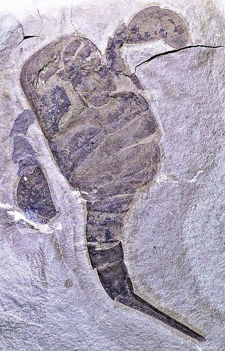 Fossil sjøskorpion (Eurypterus remipes)