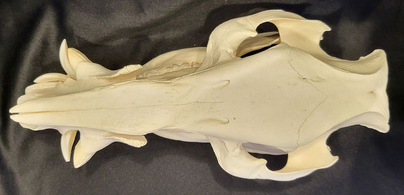 Busksvin (Potamochoerus larvatus), hann, hodeskalle
