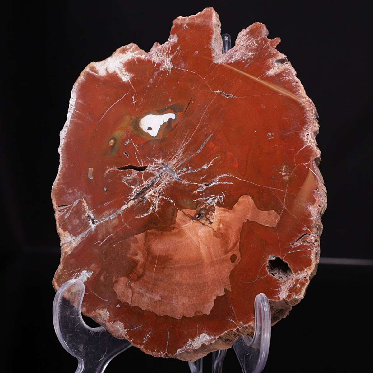 Skive av fossilt tre fra Madagaskar