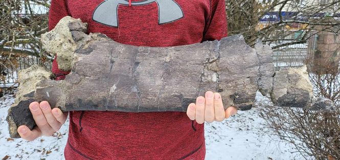 Hovedbilde Iguanodon skulderblad (Isle of Wight)
