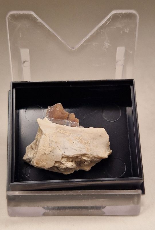 Oreodont sp. kjevedel (30 mill år)