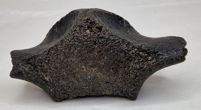 Hovedbilde Delfinvirvel (minst 12,000 år)
