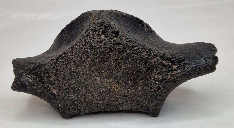 Delfinvirvel (minst 12,000 år)