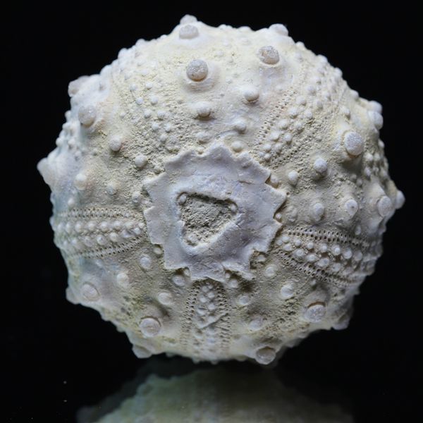 Hovedbilde Fossil kråkebolle/sjøpinnsvin (Goniopygus emmae)