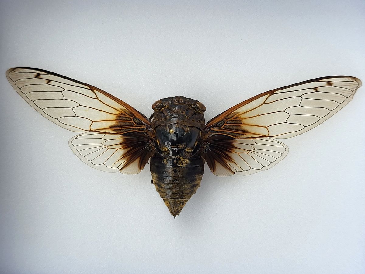 Sangsikade (Cryptotympana nitidula), ramme: 15 x 12 x 5,4 cm
