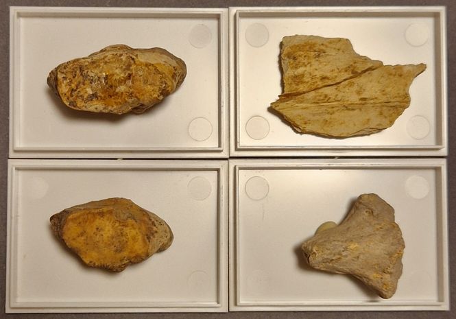 Hovedbilde Del av hulebjørnknokkel (Ursus spelaeus)