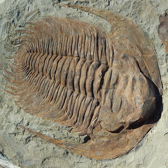 Hovedbilde Kjempetrilobitt (Acaparadoxides briareus)