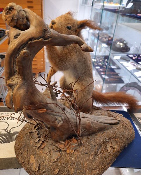 Hovedbilde Ekorn (Sciurus vulgaris), utstoppet