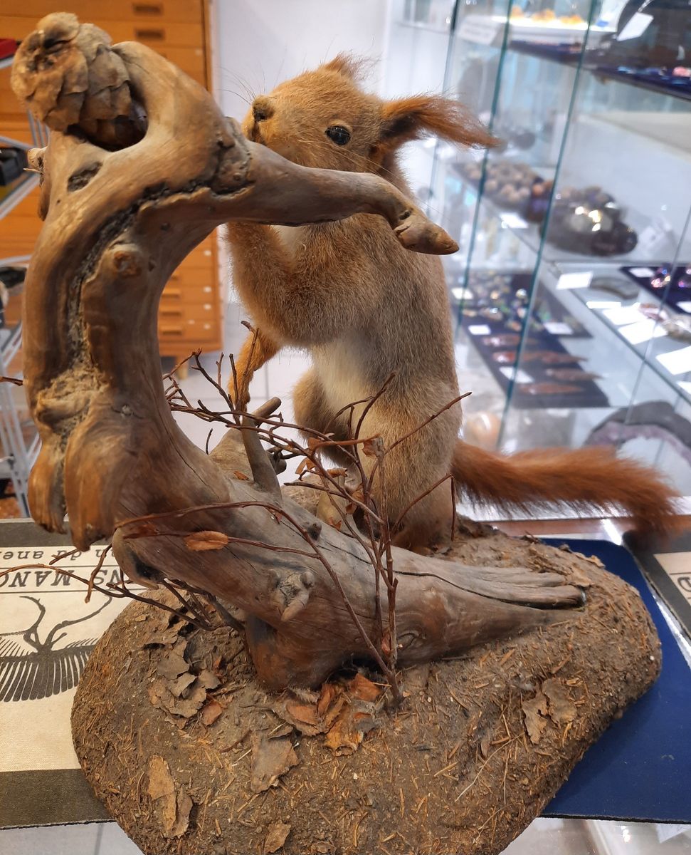 Ekorn (Sciurus vulgaris), utstoppet