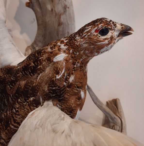 Hovedbilde  Lirype (Lagopus lagopus), utstoppet, veggmontasje