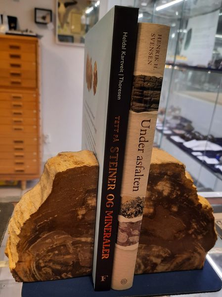 Hovedbilde Bokstøtter av fossilt tre, Indonesia