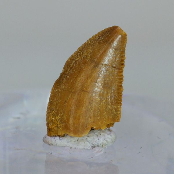 Hovedbilde Uidentifisert rovdinosaurtann (94-101 mill år)