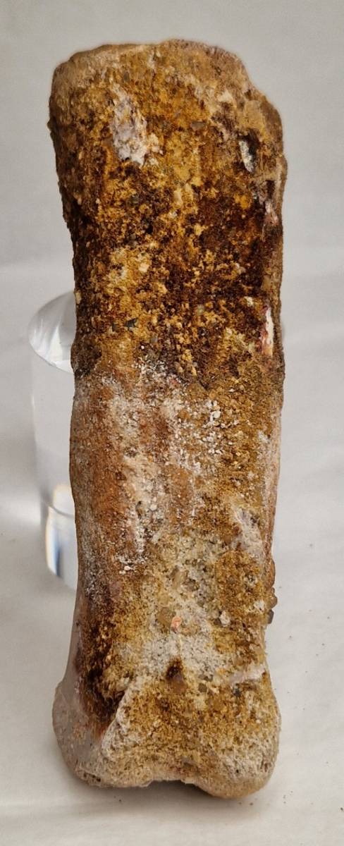 Spinosaurid, tåbein (Kem kem, Marokko)