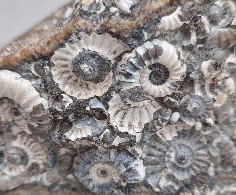 Promicroceras sp. (ammonittplate)