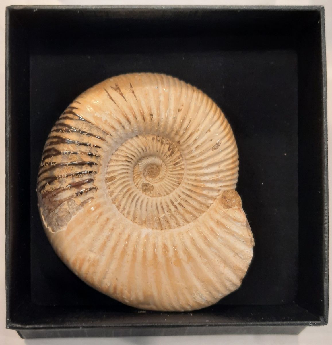 Ammonitt, Perisphinctes sp. (polert), ca. 7 cm i gaveeske