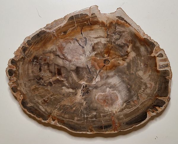 Hovedbilde Skive av fossilt tre, Madagaskar (23 cm), ca. 225 mill. år