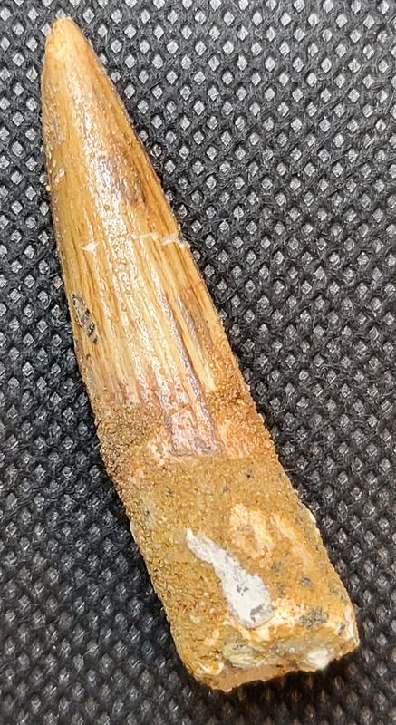 Spinosaurustann (4,7 cm)