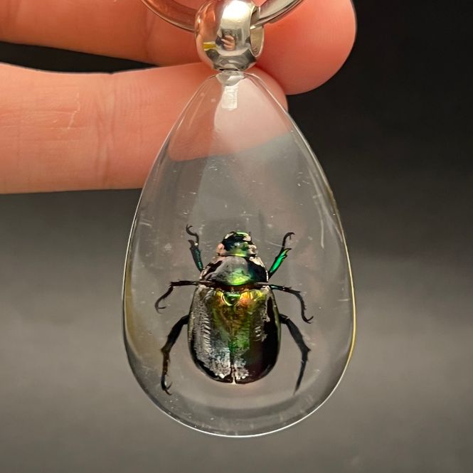 Hovedbilde Nøkkelknippe med grønnglinsende tordivel (Scarabaeidae sp.) 