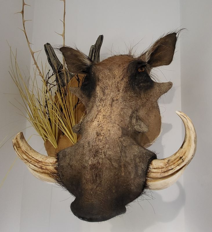Vanlig vortesvin (Phacochoerus africanus), hann, skuldermontering