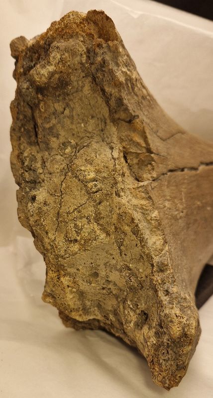 Iguanodon leggbeindel (Isle of Wight)